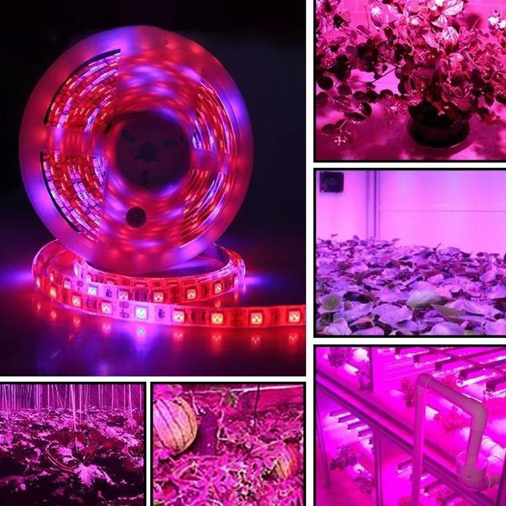 20M LED Grow Light Spectrum DC - Outdoor Power And Plant ulasan dan harga